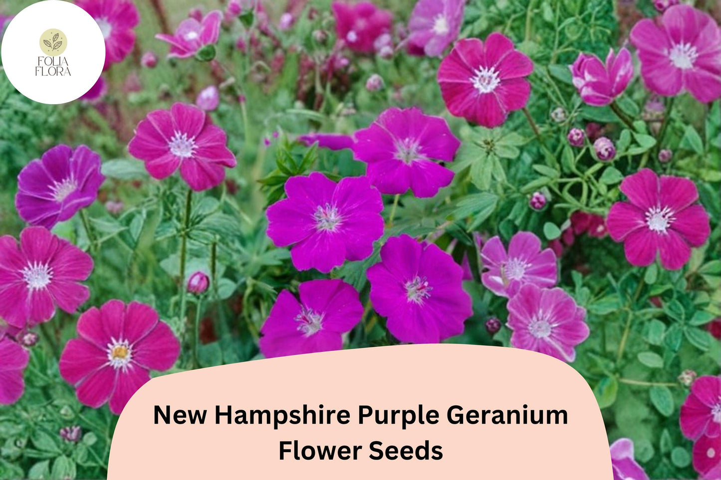 25+ New Hampshire Purple Geranium Seeds | Hardy Perennial, Purple Flowers, Geranium sanguineum ‘New Hampshire Purple’