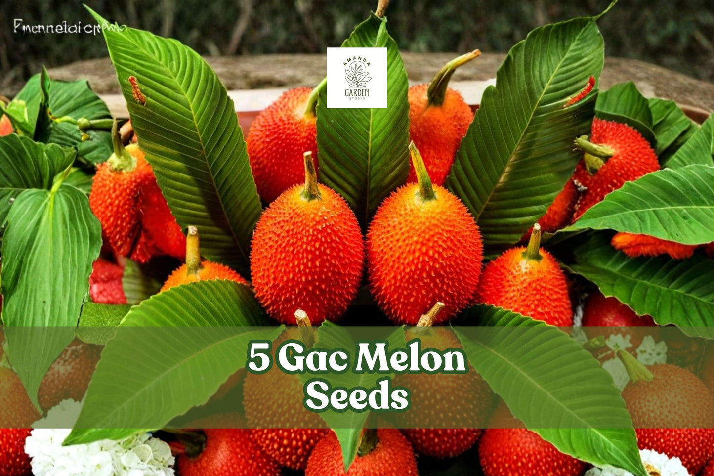Gac Melon Seeds, Momordica cochinchinensis, Tropical Climbing Fruit, Bright Spiky Orange-Red, Non-GMO, 5 Seeds
