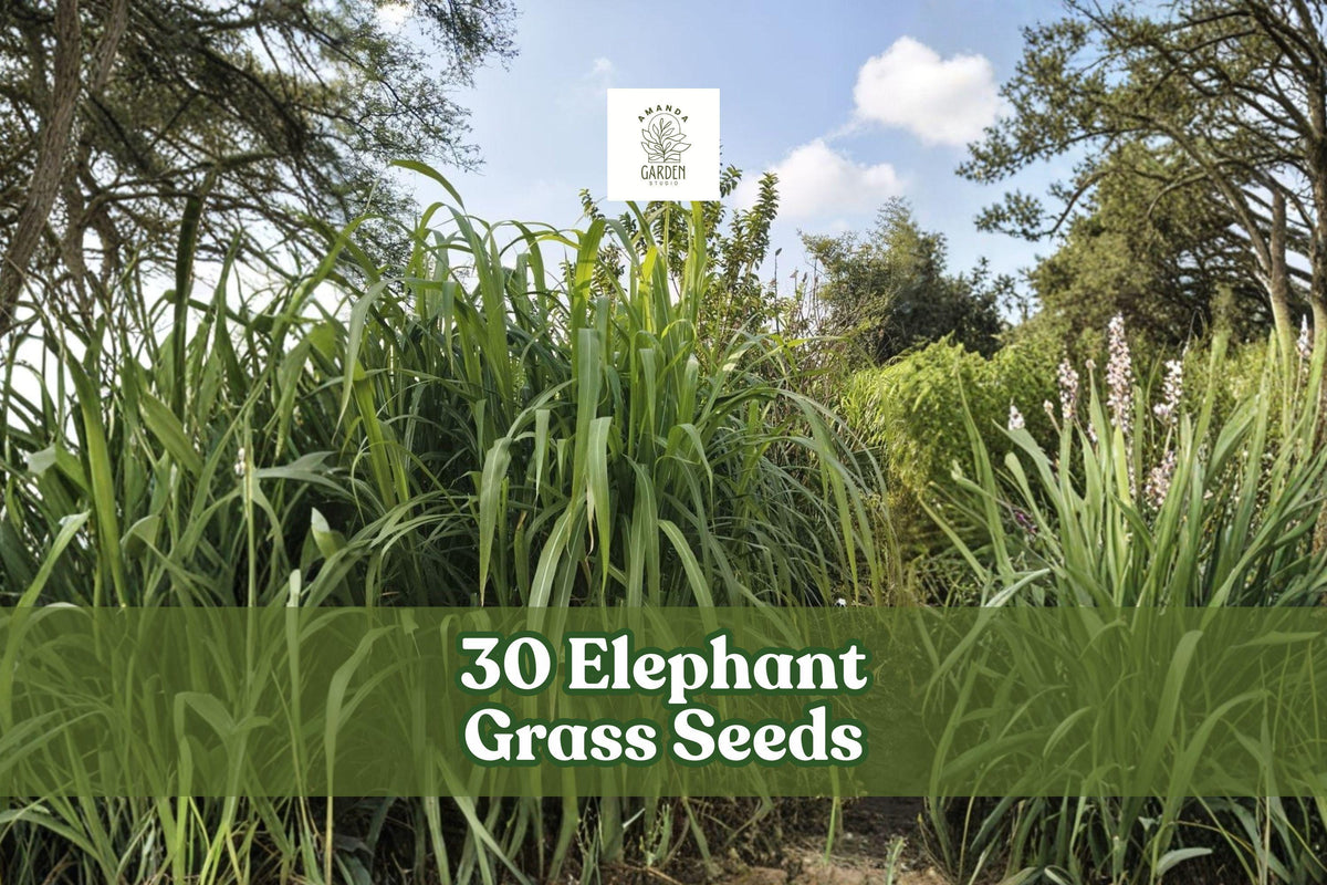 Elephant Grass Seeds - Pennisetum purpureum - Tall Ornamental Grass for Privacy Screens & Landscaping - 30 Seeds