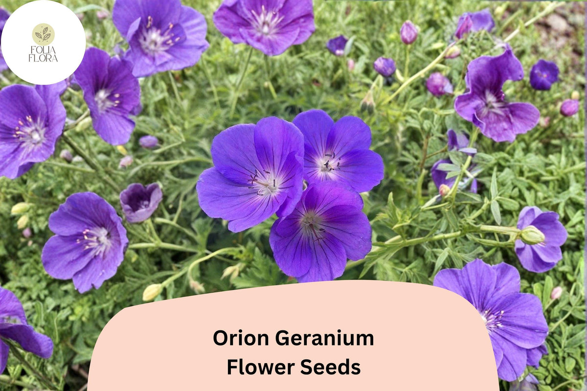25+ Orion Geranium Seeds - Perennial Violet-Purple Blooms for Borders & Pollinator Gardens - Geranium ‘Orion’