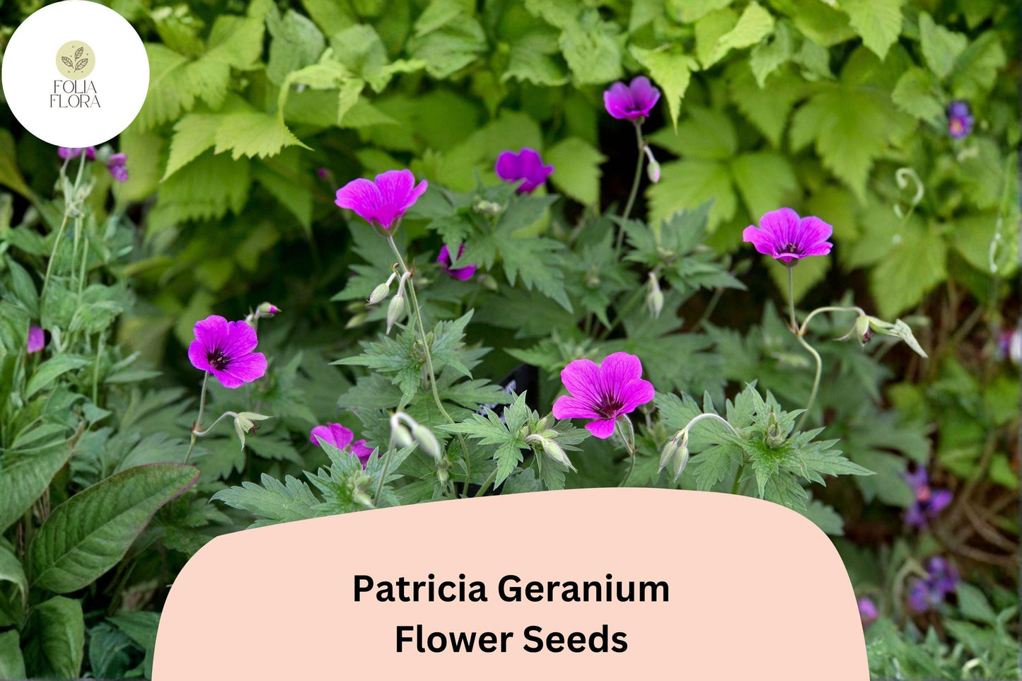 25+ Patricia Geranium Seeds | Perennial Magenta-Purple Flowers for Garden Borders & Pollinator Gardens | Geranium ‘Patricia’