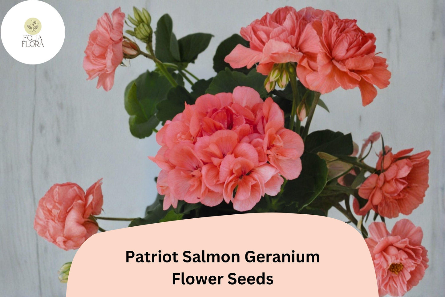 25+ Patriot Salmon Geranium Seeds | Hardy Perennial Pelargonium × hortorum ‘Patriot Salmon’ with Salmon-Pink Flowers for Garden Beds & Containers