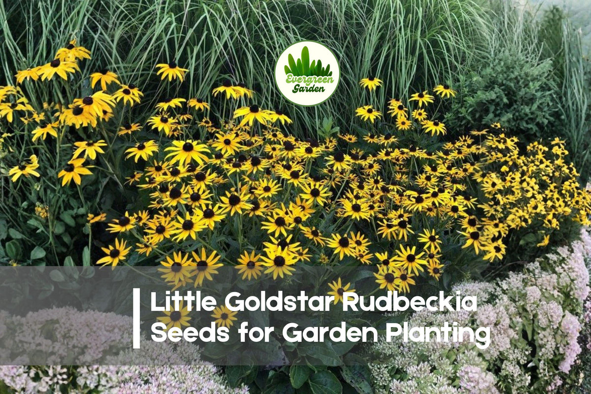 200+ Little Goldstar Rudbeckia Seeds - Dwarf Perennial, Golden Yellow Flowers, Rudbeckia fulgida, Butterfly & Bee Attractant