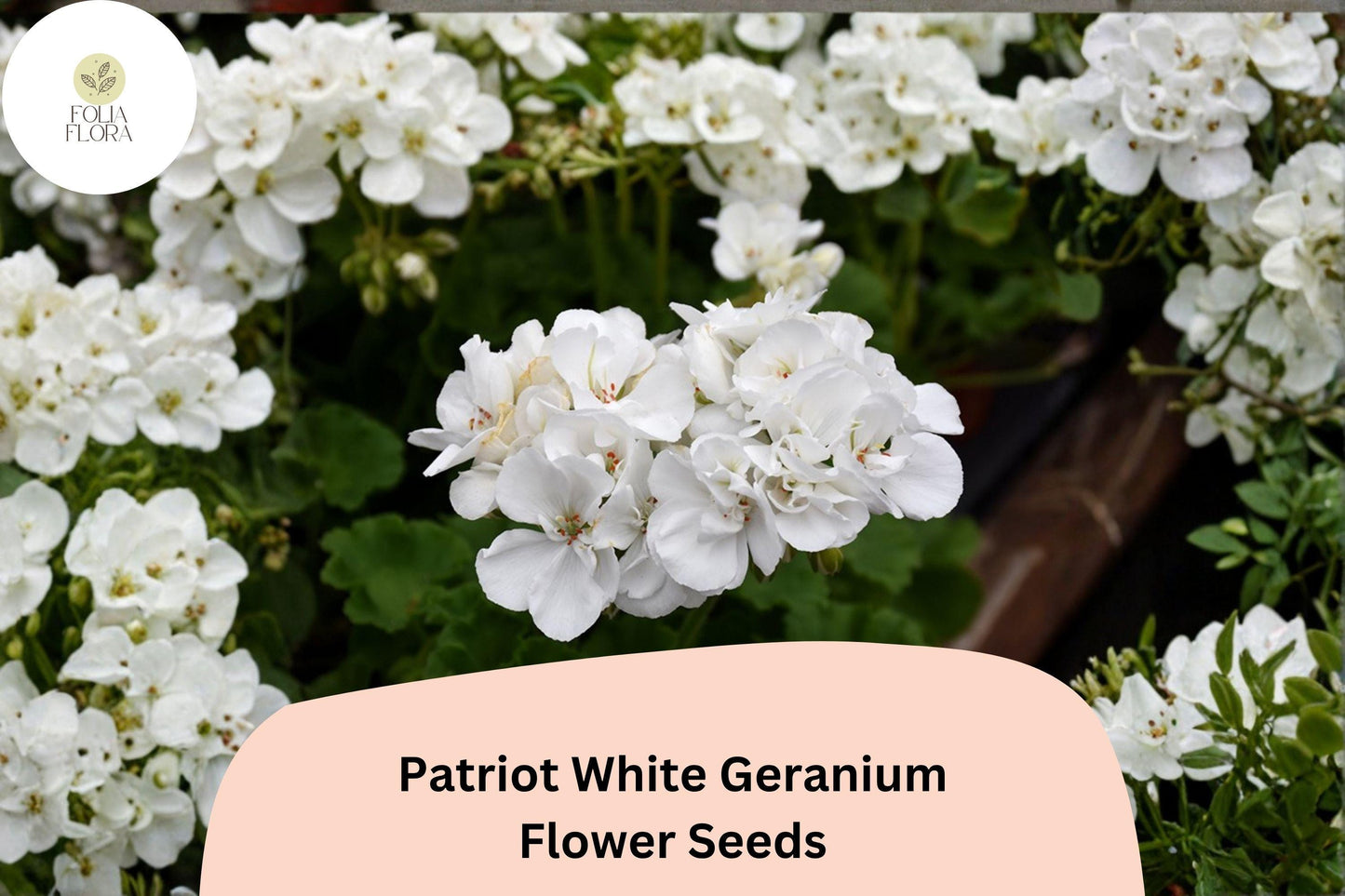 25+ Patriot White Geranium Seeds | Perennial Flower Pelargonium × hortorum ‘Patriot White’ for Garden, Border & Patio