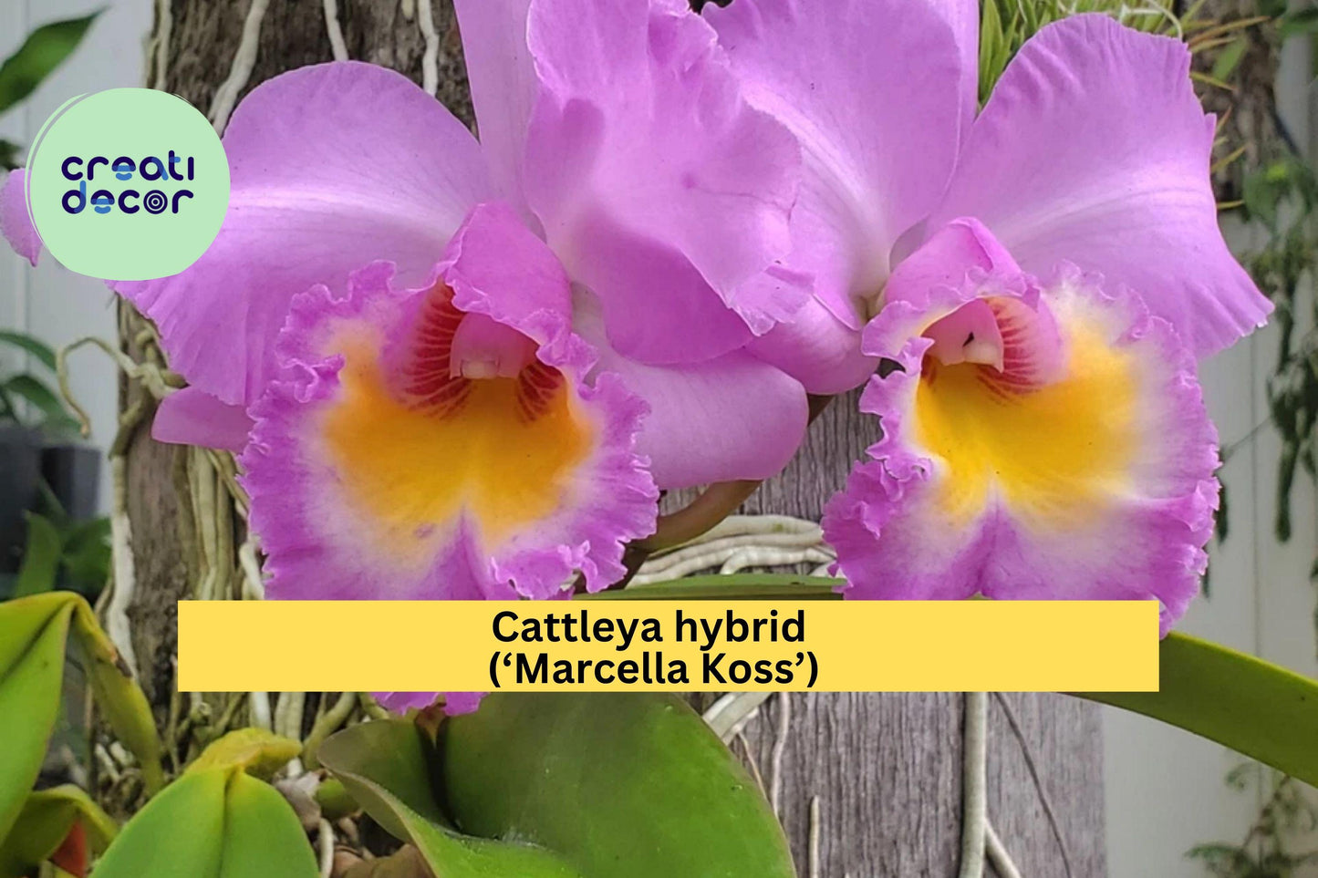 Cattleya Orchid Seedling ‘Marcella Koss’ – Live Starter Plug, Fragrant Tropical Houseplant, Pink Purple Blooms, Indoor Orchid