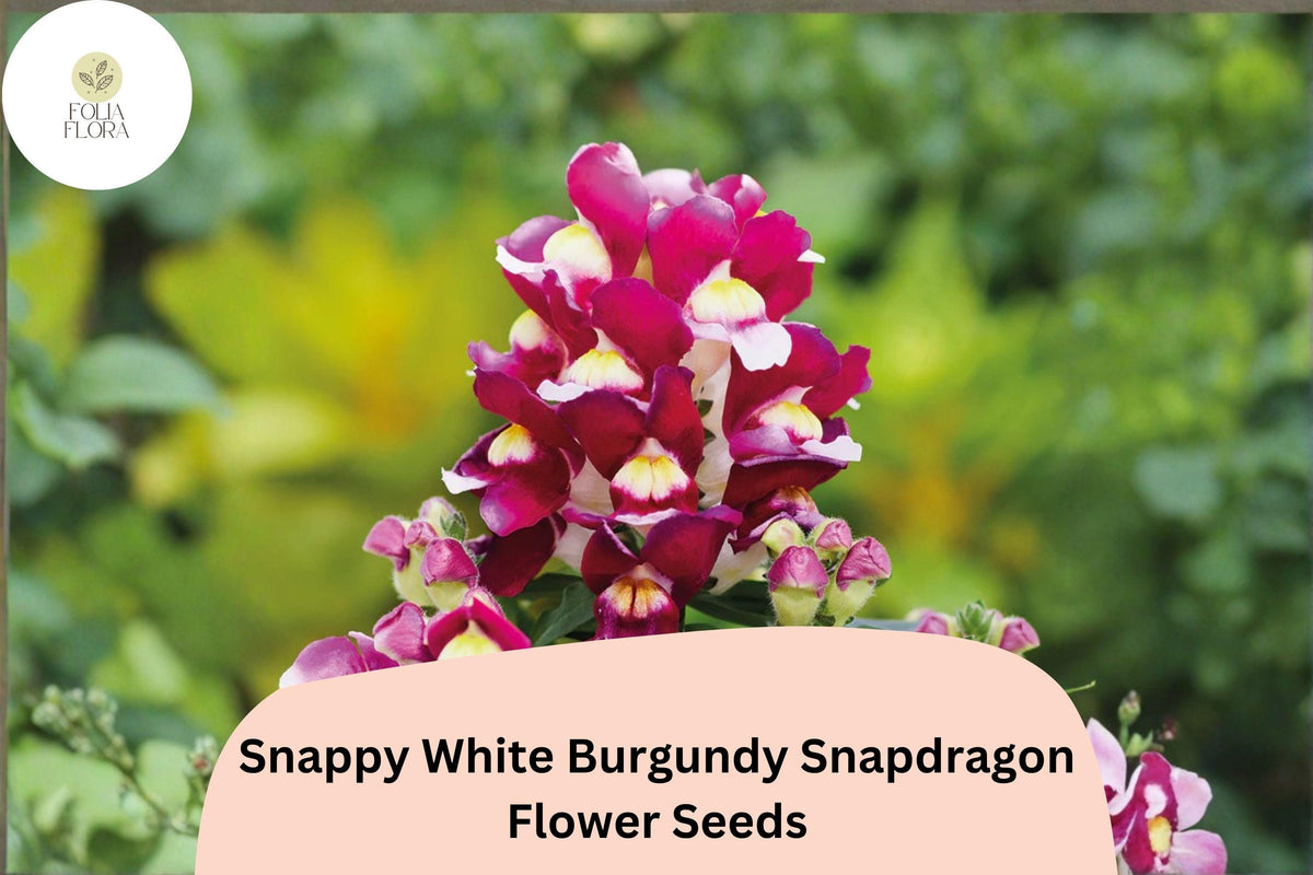 1000+ Snapdragon Seeds | Antirrhinum majus | Snappy White Burgundy Bicolor Flowers for Garden Beds & Containers