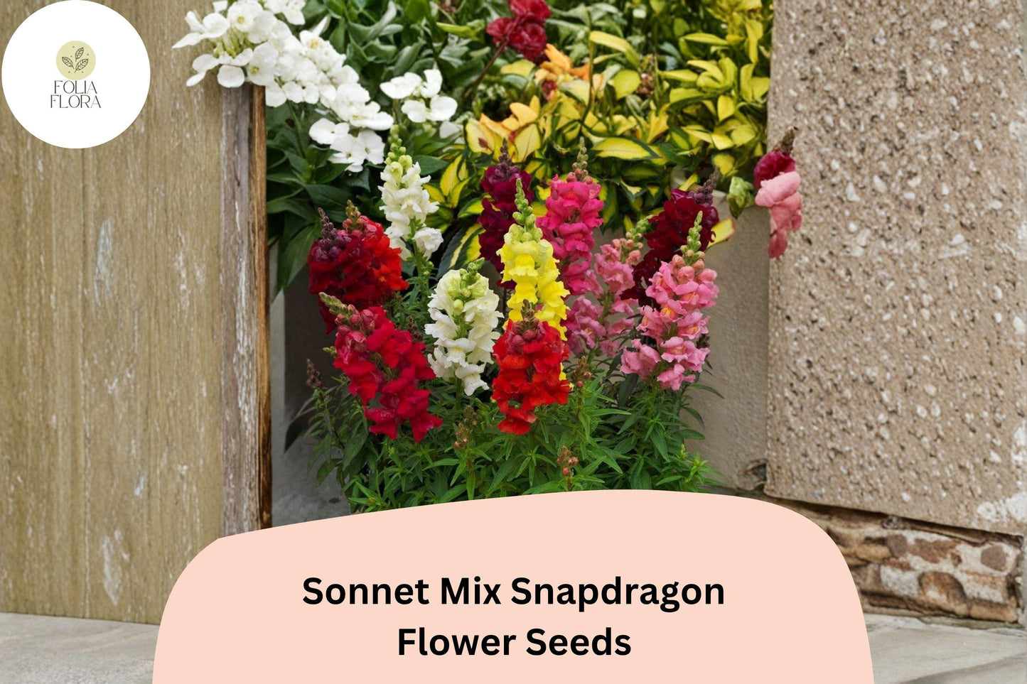 1000+ Sonnet Mix Snapdragon Seeds | Antirrhinum majus | Colorful Garden Flowers for Borders & Containers
