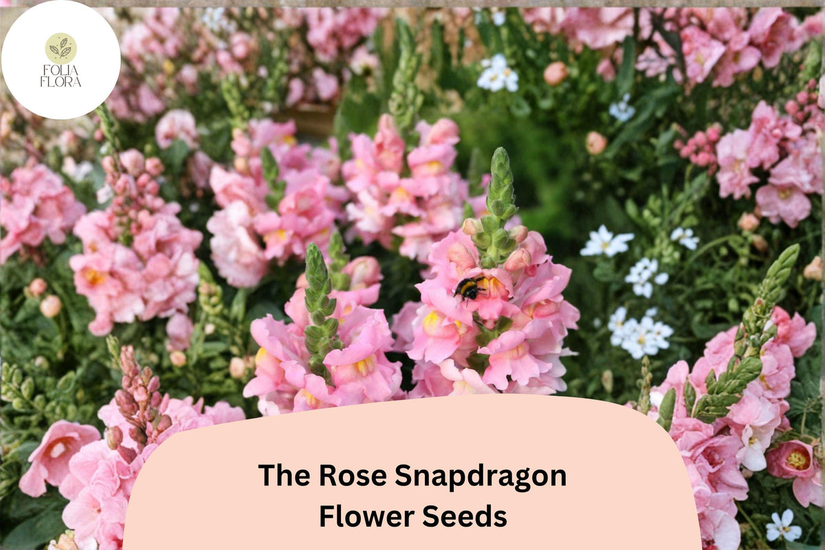 1000+ The Rose Snapdragon Seeds | Antirrhinum majus Pink Flowers for Borders, Containers & Gardens