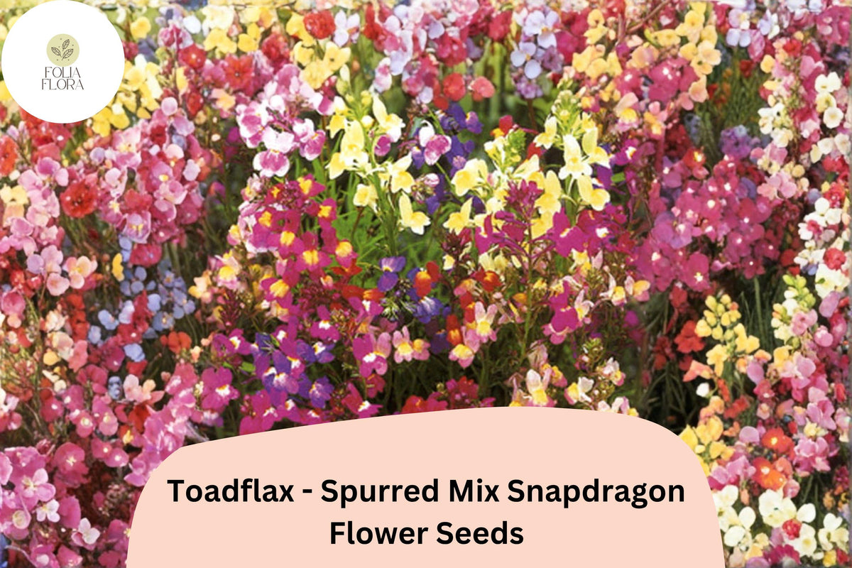 Toadflax Seeds | Spurred Mix | Colorful Wildflower for Gardens & Containers | Linaria maroccana