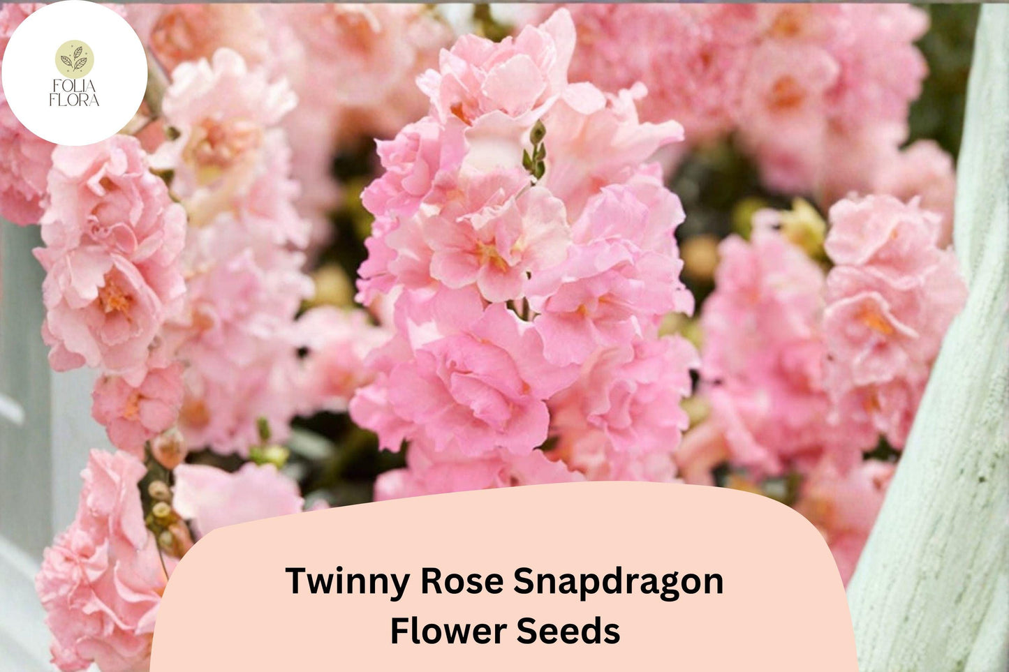 1000+ Twinny Rose Snapdragon Seeds | Antirrhinum majus | Double Rose Pink Blooms for Beds, Borders & Containers