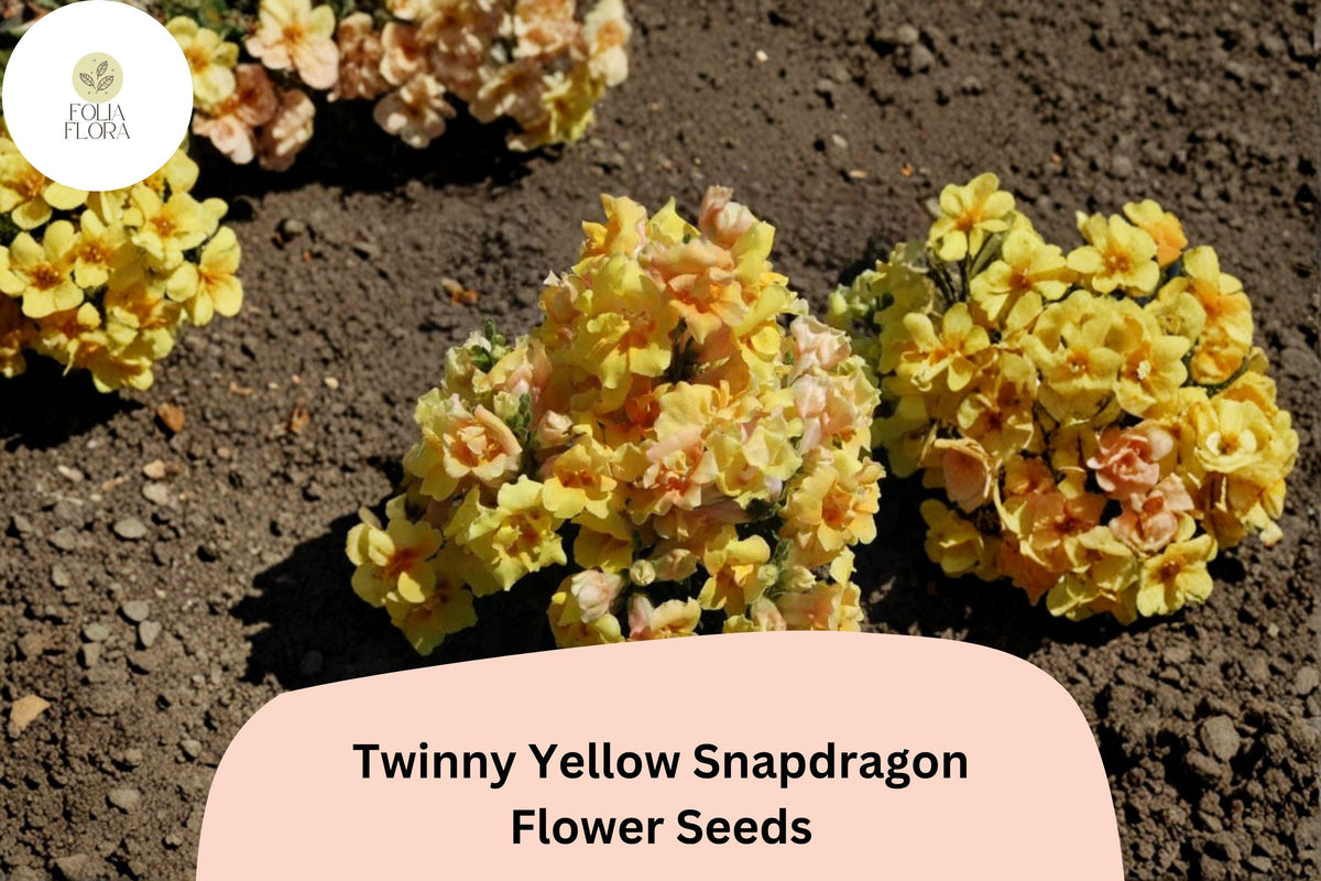 Twinny Yellow Shades Snapdragon Seeds | Antirrhinum majus | Double Yellow Blooms for Beds, Borders & Containers