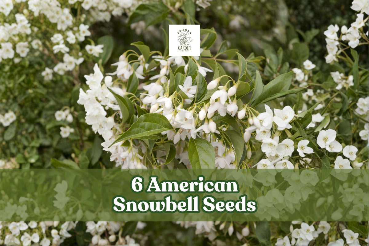 6 American Snowbell Seeds Styrax americanus White Flowering Ornamental Shrub for Garden Borders