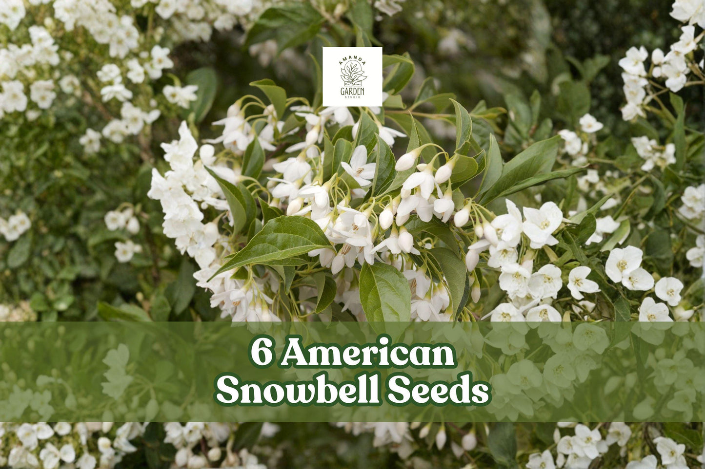 6 American Snowbell Seeds Styrax americanus White Flowering Shrub Ornamental Plant for Garden