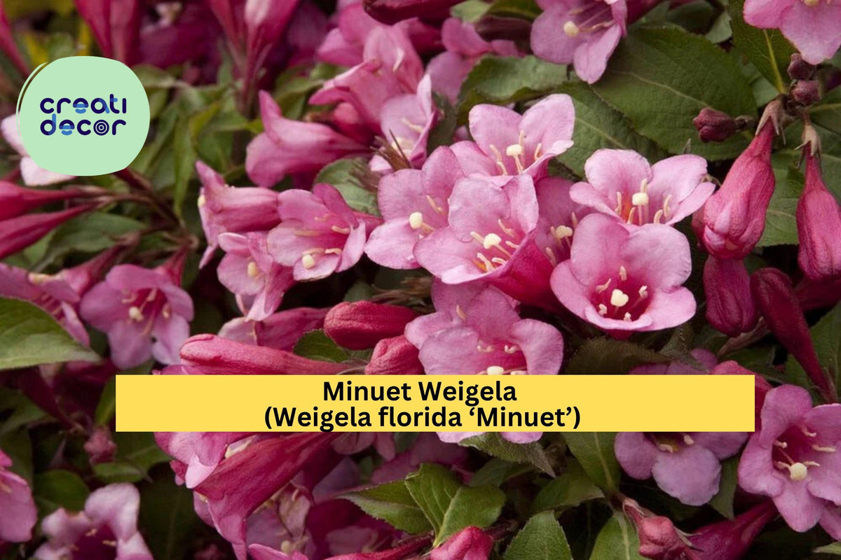 Minuet Weigela Live Cutting – Compact Rosy Pink Flowering Shrub with Green to Bronze Foliage – Weigela florida ‘Minuet’