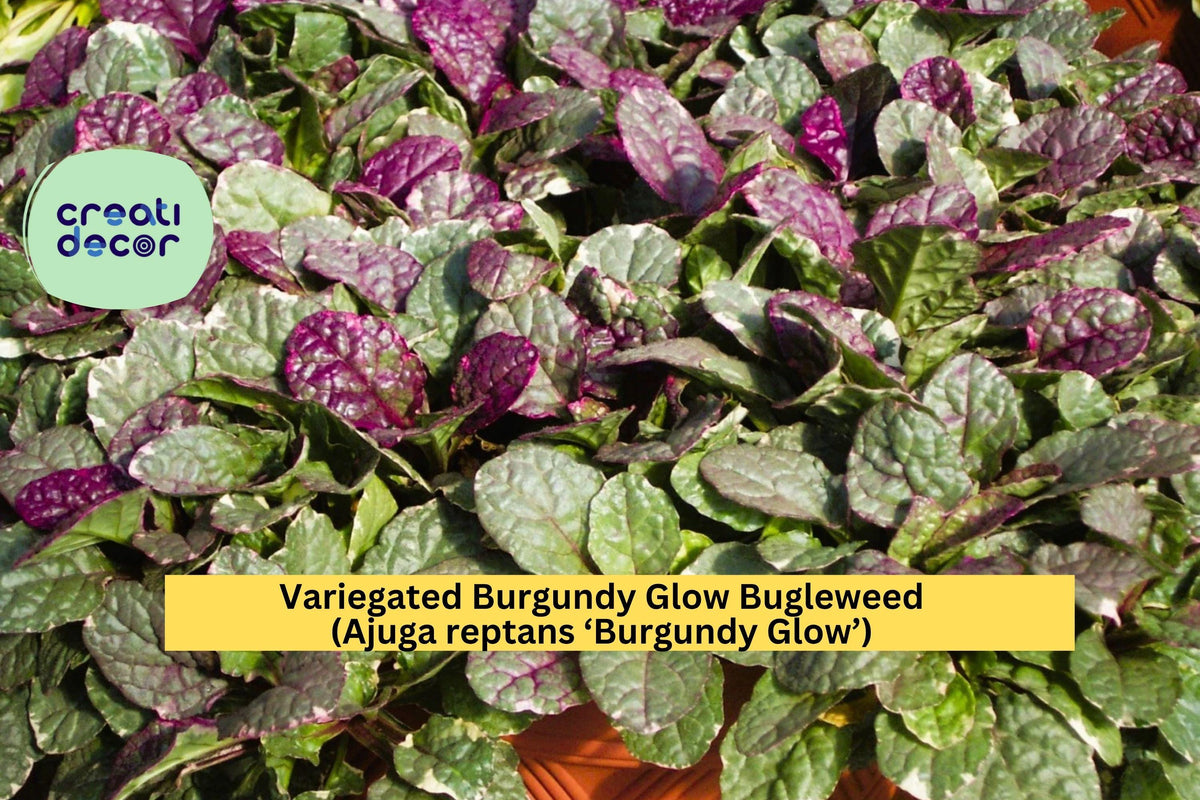 Live Ajuga reptans ‘Burgundy Glow’ Groundcover Plant – Variegated Foliage with Pink, Cream, Green & Blue Flowers
