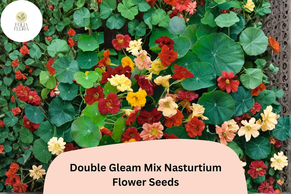 Double Gleam Mix Nasturtium Seeds, Tropaeolum majus, Double Petal Blooms in Mixed Colors, Compact Trailing Annual