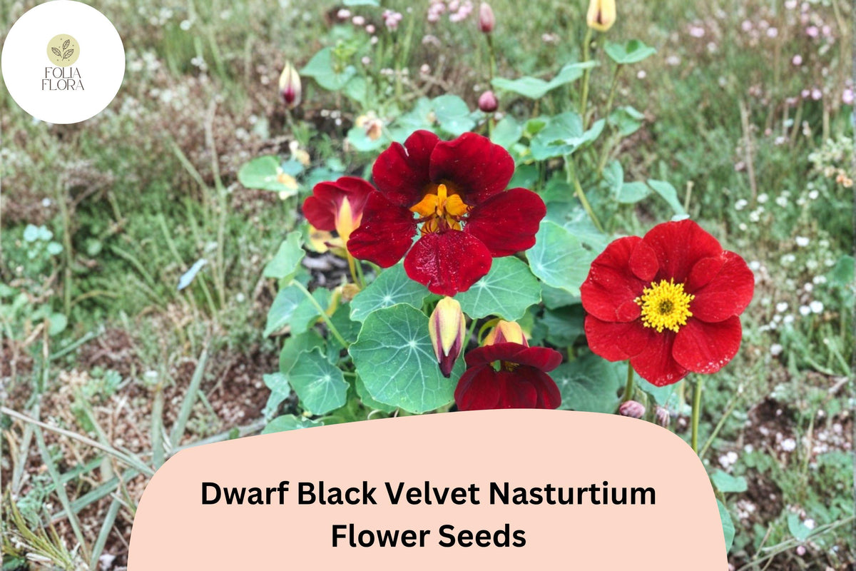 Dwarf Black Velvet Nasturtium Seeds | Tropaeolum majus | Deep Burgundy-Red Blooms | Garden Borders & Containers