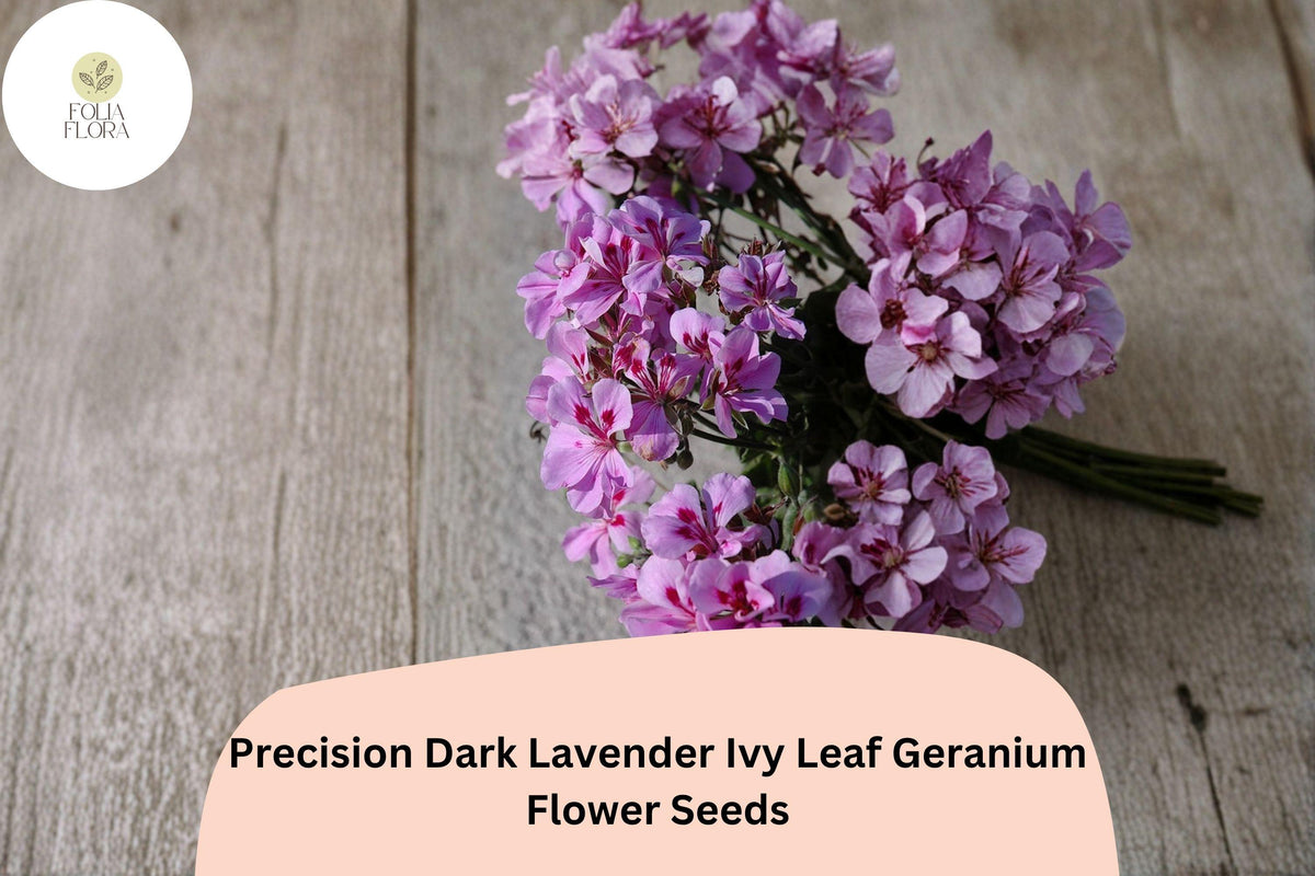 Trailing Geranium Seeds | Dark Lavender Ivy Leaf Pelargonium peltatum | 25+ Seeds for Hanging Baskets & Gardens