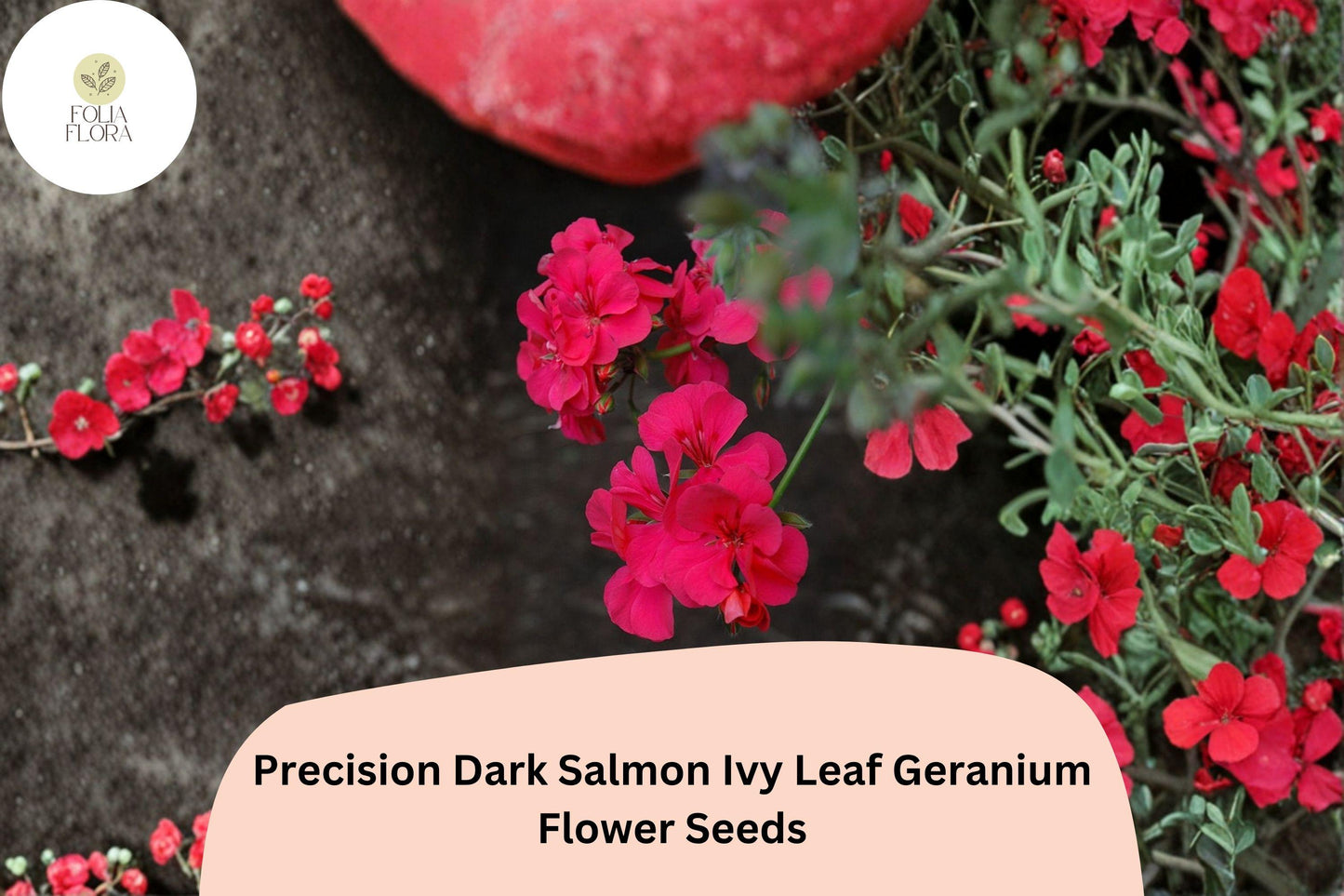 25+ Dark Salmon Ivy Leaf Geranium Seeds | Pelargonium peltatum ‘Precision Dark Salmon’ | Trailing Salmon-Pink Blooms