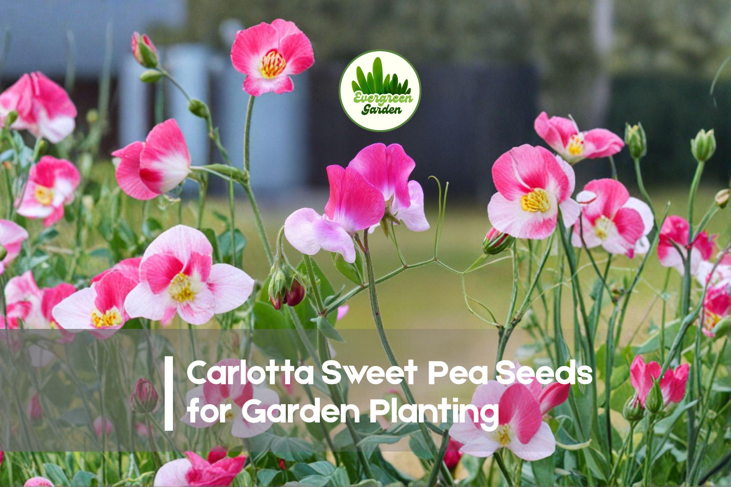 50+ Carlotta Sweet Pea Seeds – Deep Purple Fragrant Climbing Flower, Lathyrus odoratus, Annual for Trellises & Fences