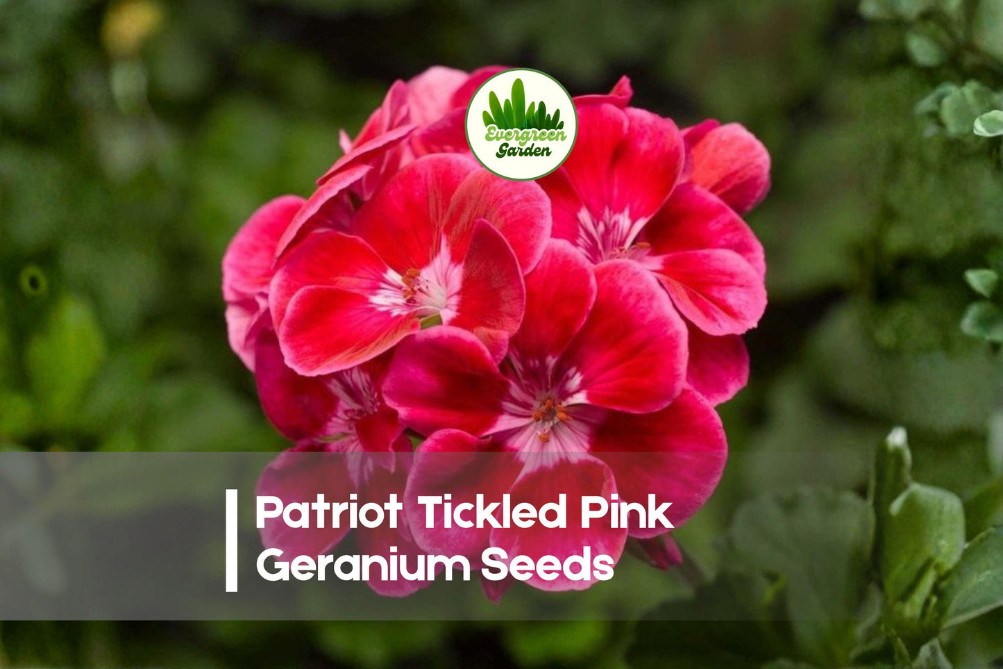 25+ Patriot Tickled Pink Geranium Seeds | Bright Pink Zonal Pelargonium x hortorum for Containers & Gardens