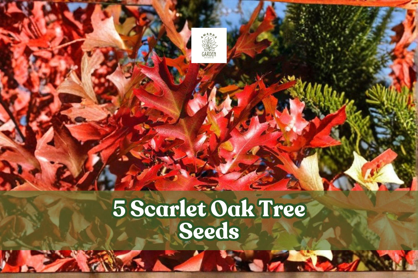 Scarlet Oak Tree Seeds – Quercus coccinea – Fall Foliage Red Shade Tree for Landscaping & Garden Planting