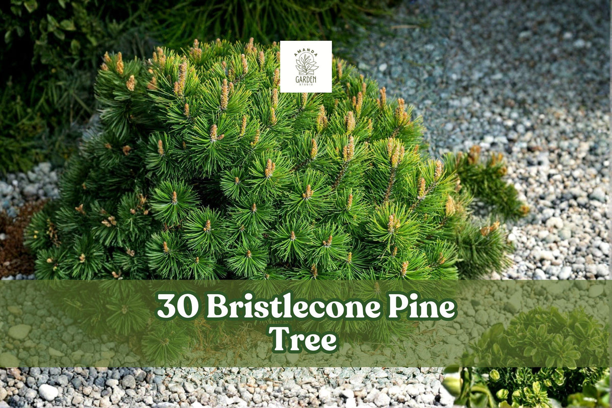 Bristlecone Pine Seeds – Pinus aristata Evergreen Conifer for Bonsai, Rock Garden, Landscape, 30 Seeds