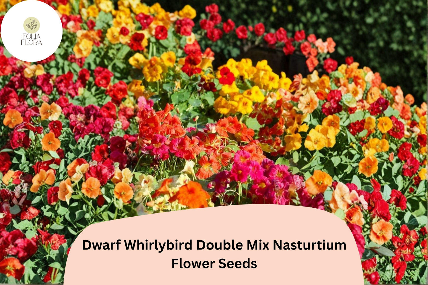 Dwarf Nasturtium Seeds | Whirlybird Double Mix | Tropaeolum majus | Vibrant Blooms for Containers & Borders