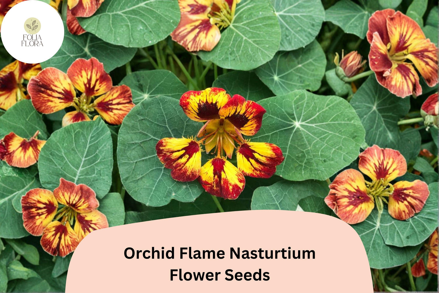 50+ Orchid Flame Nasturtium Seeds | Vibrant Red & Yellow Blooms | Easy Annual Flower for Garden Beds & Containers | Tropaeolum majus