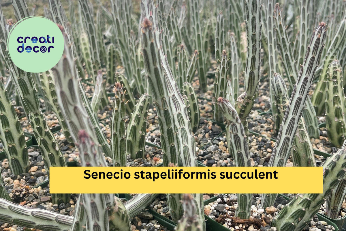 Senecio Stapeliiformis Pickle Plant – Live Rooted Succulent in 4" Pot, Cactus-Like, Striped Stems, Drought-Tolerant Indoor or Outdoor Plant