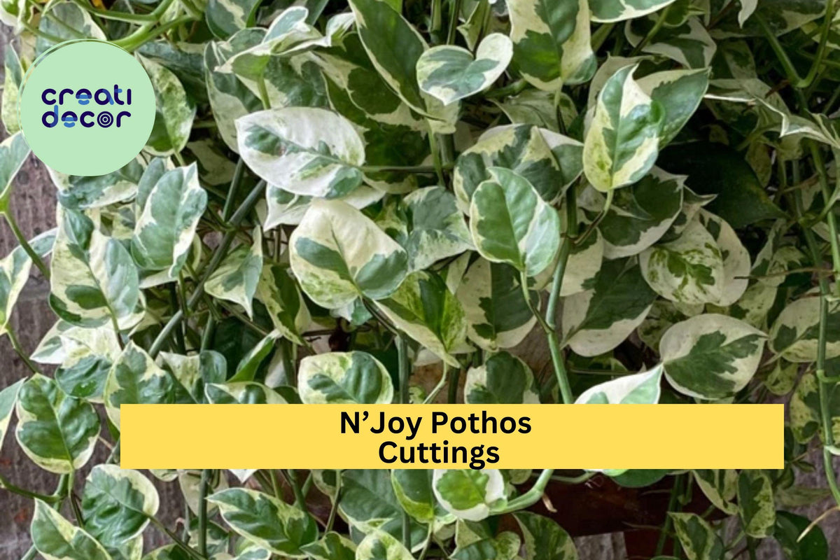 N’Joy Pothos Cuttings – Variegated Epipremnum aureum Houseplant, Indoor Trailing Vine, Easy to Root, Unrooted Propagation, Bright Foliage