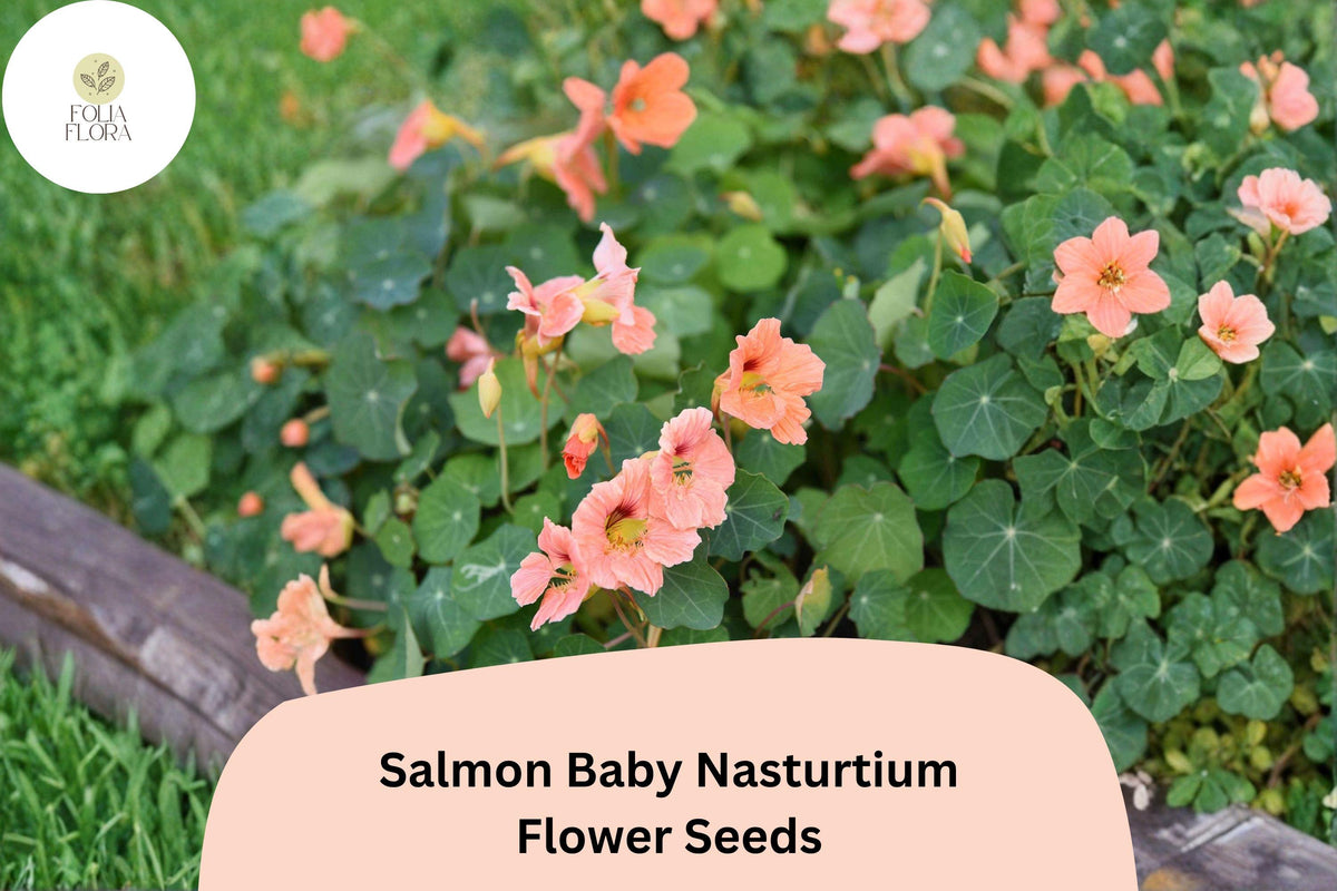 Salmon Baby Nasturtium Seeds | Tropaeolum majus | Dwarf Compact Salmon-Pink Blooms | Pollinator-Friendly Annual