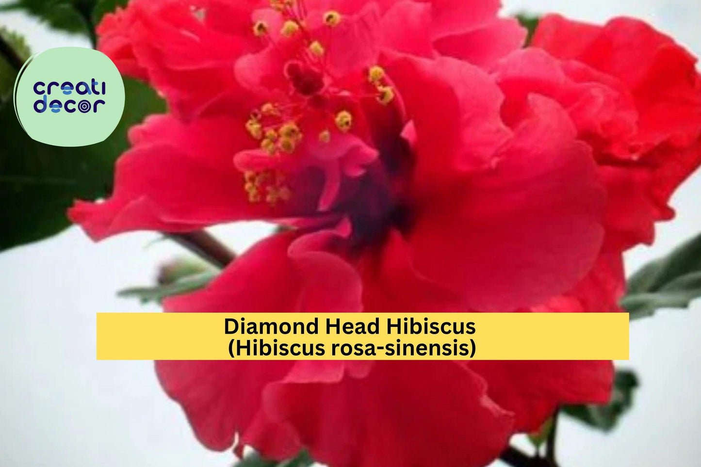 Diamond Head Hibiscus Starter Plant – Hibiscus rosa-sinensis Tropical Flower for Garden or Patio Pots