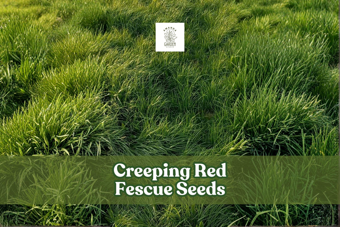 Creeping Red Fescue Seeds - Festuca rubra - Low-Maintenance Shade-Tolerant Lawn Grass for Erosion Control & Groundcover