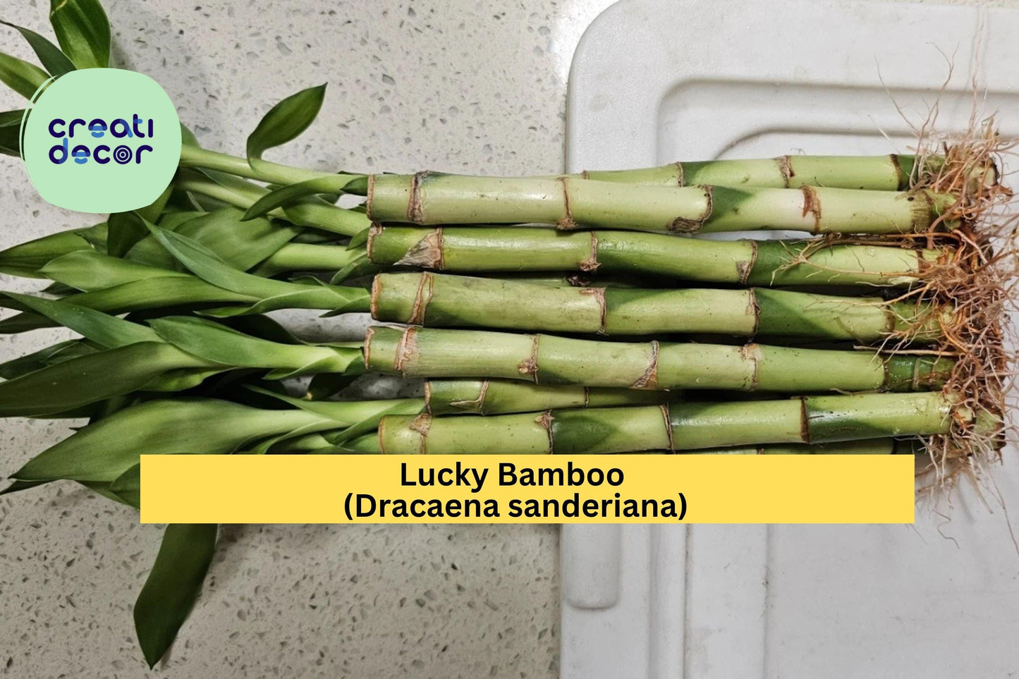 Lucky Bamboo Plants – 10 Live 6-Inch Stalks – Dracaena sanderiana Indoor Decorative Green Plants for Home & Office