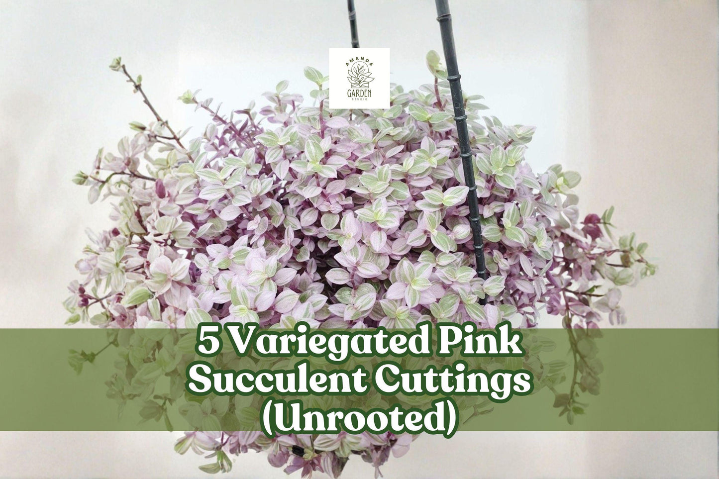 Variegated Pink Succulent Cuttings – Trailing Houseplant Decor, Callisia repens variegata, Unrooted, Indoor Garden, Hanging Basket