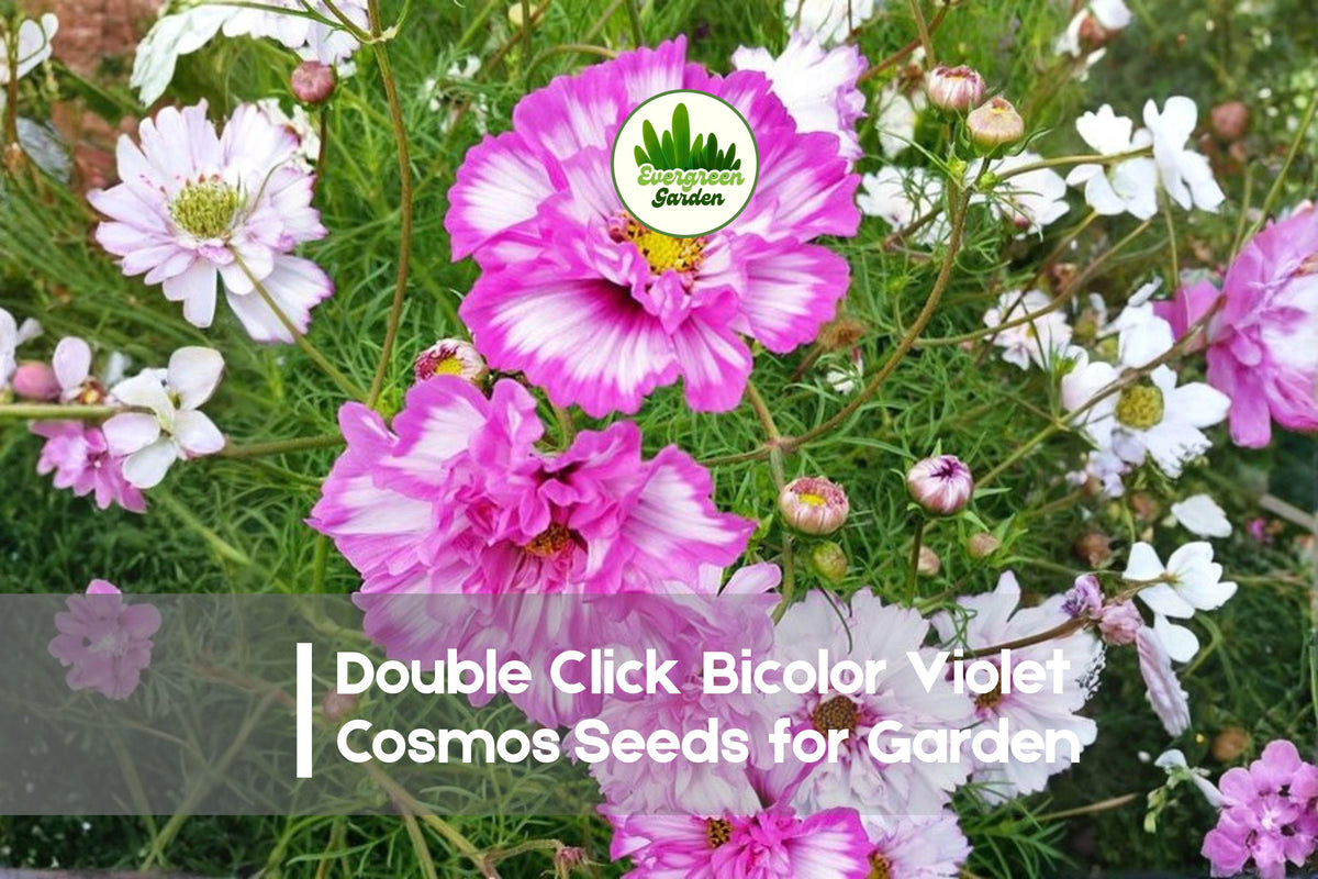 200+ Cosmos Seeds | Double Click Bicolor Violet | Ruffled Violet, Lavender & White Flowers | Cosmos bipinnatus