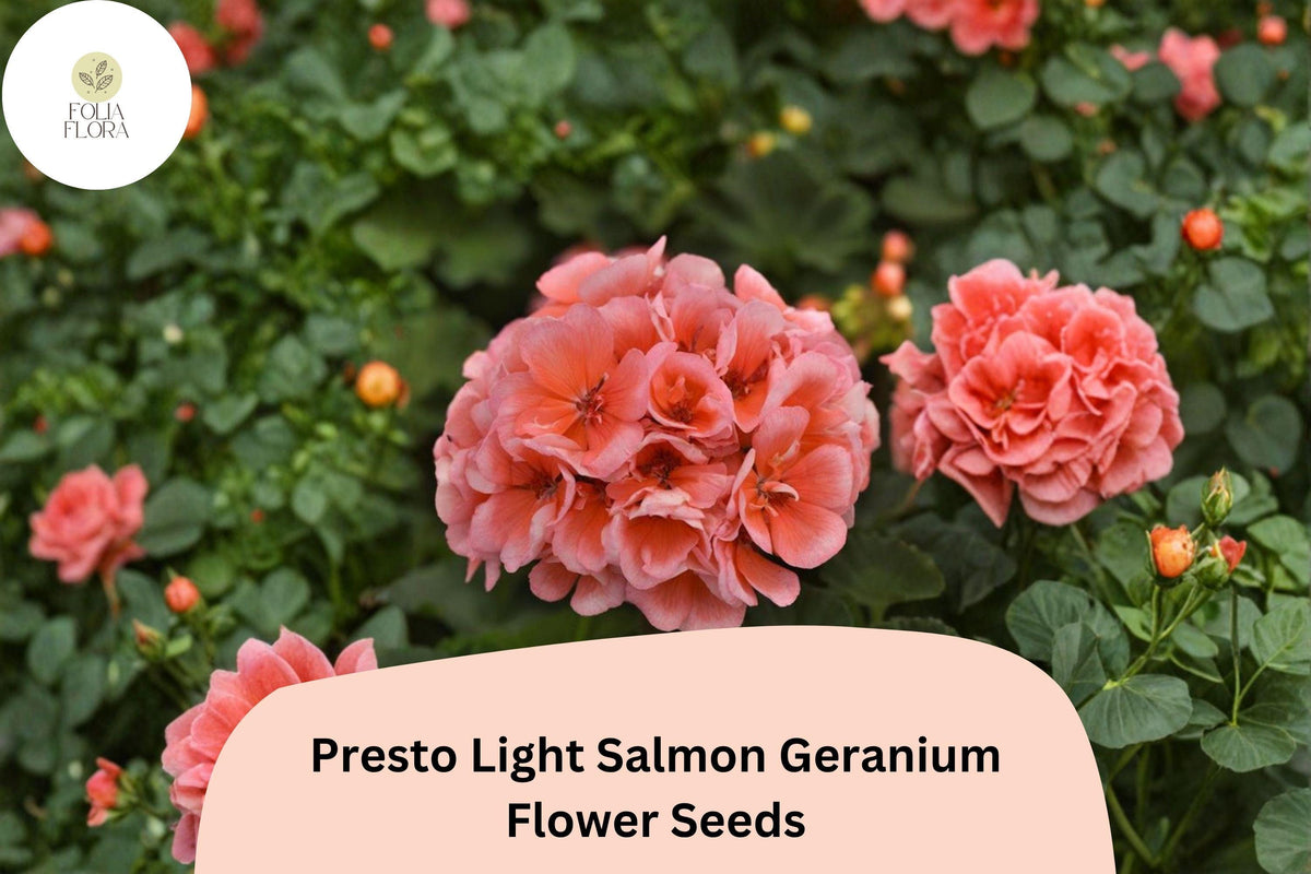 25+ Presto Light Salmon Geranium Seeds | Zonal Pelargonium × hortorum ‘Presto Light Salmon’ for Bright Pink Blooms