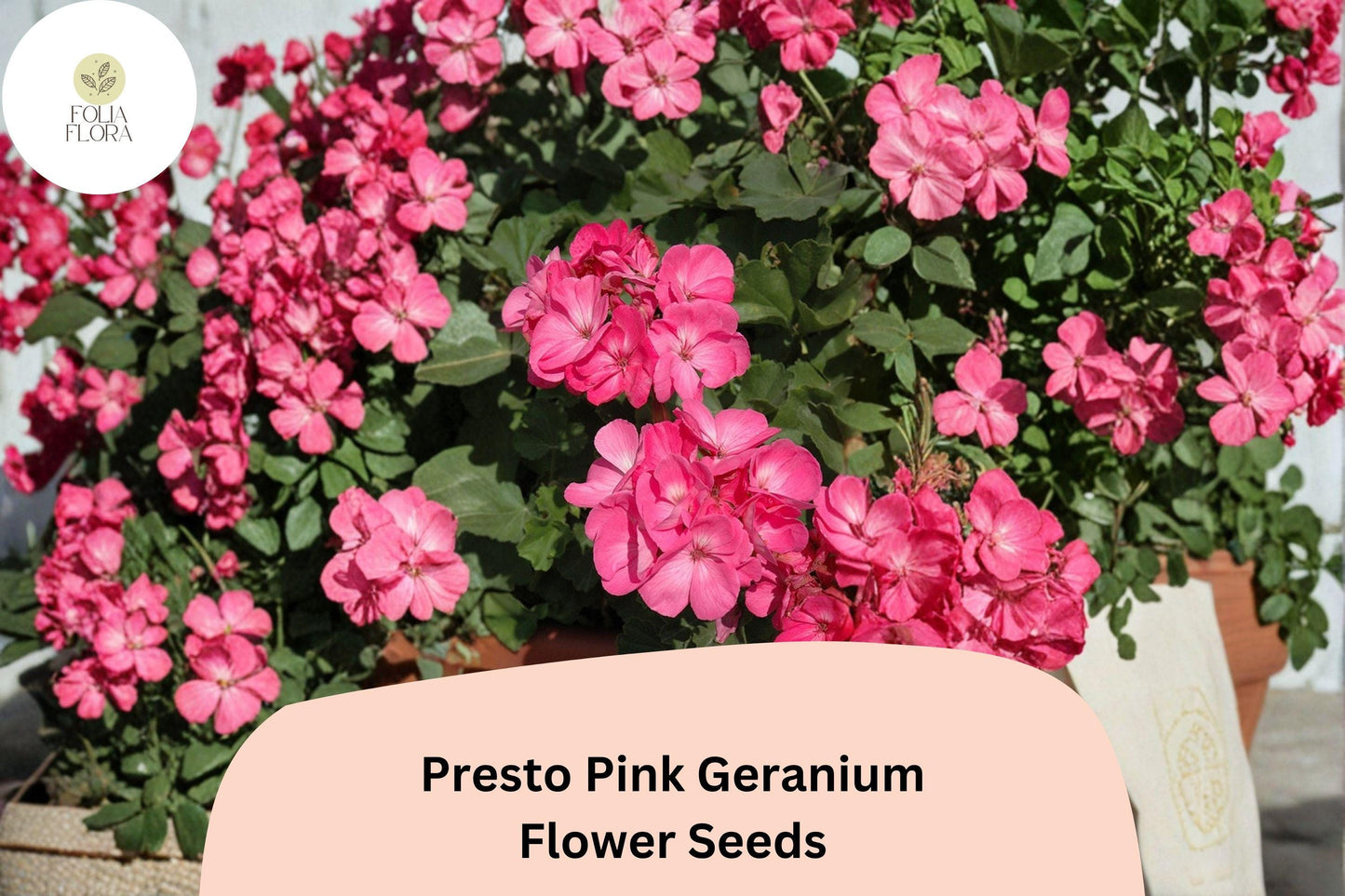 25+ Presto Pink Geranium Seeds | Zonal Pelargonium × hortorum ‘Presto Pink’ for Garden Beds & Pots