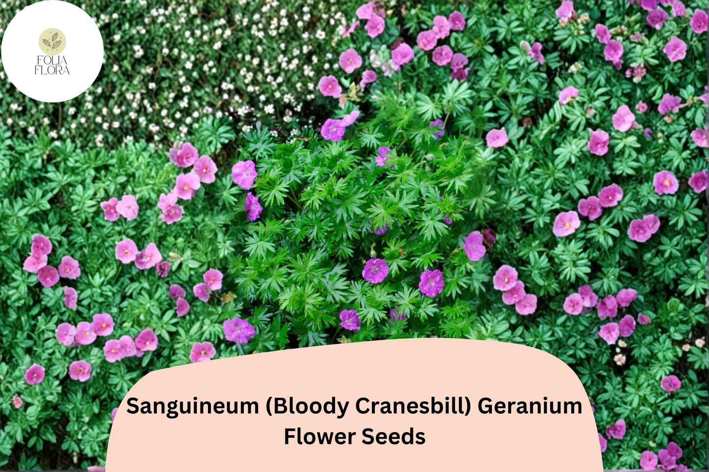 25+ Geranium sanguineum Seeds | Purple Bloody Cranesbill Perennial for Garden Borders & Ground Cover