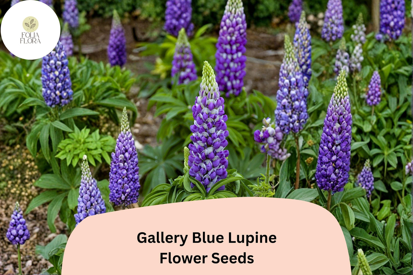 Gallery Blue Lupine Seeds | Purple Flower Spikes | Lupinus polyphyllus | Perennial Garden Plant