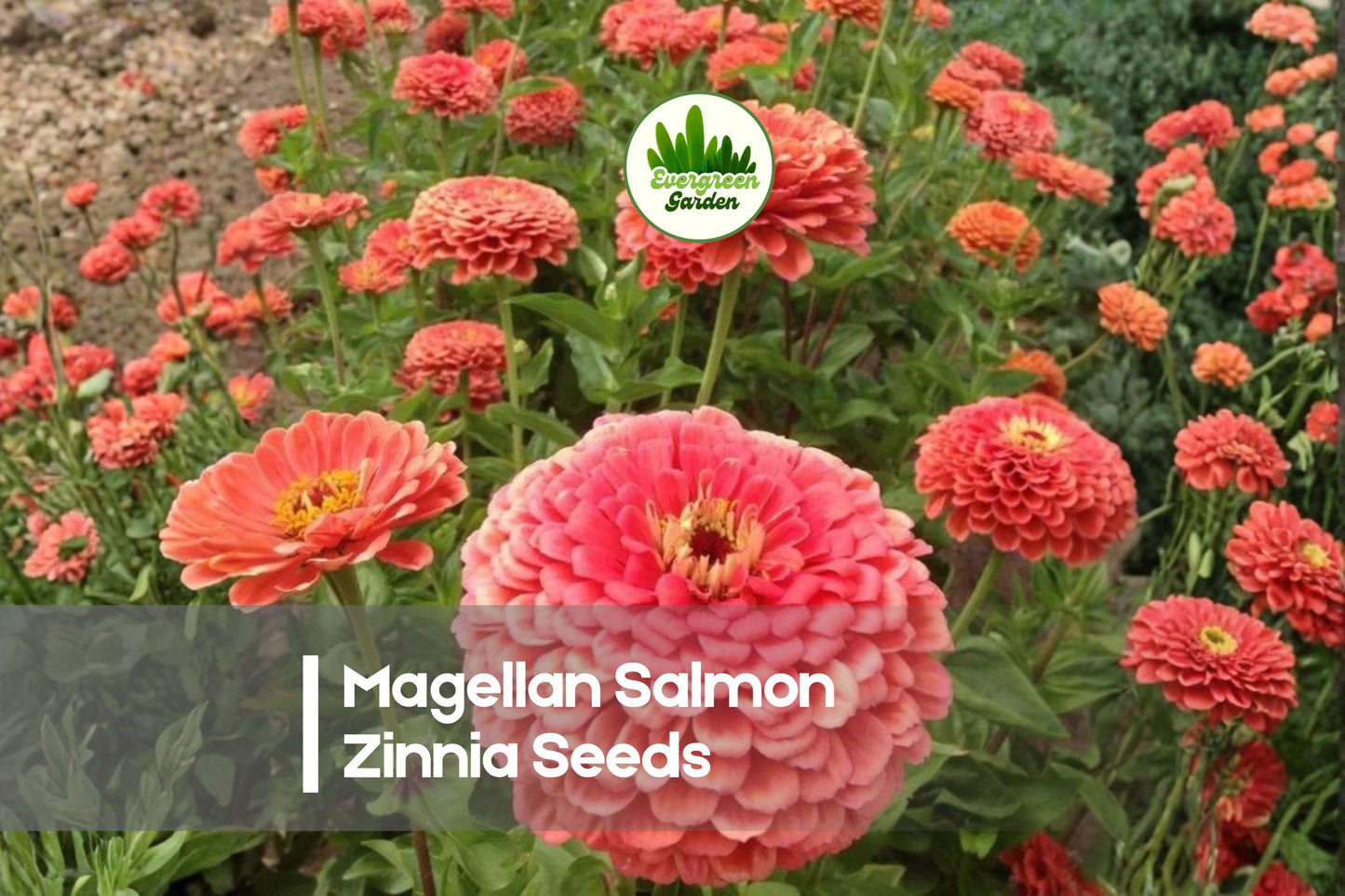 Magellan Salmon Zinnia Seeds – 100+ Soft Salmon-Orange Double Blooms, Compact Annual Flower for Borders, Containers & Pollinator Gardens