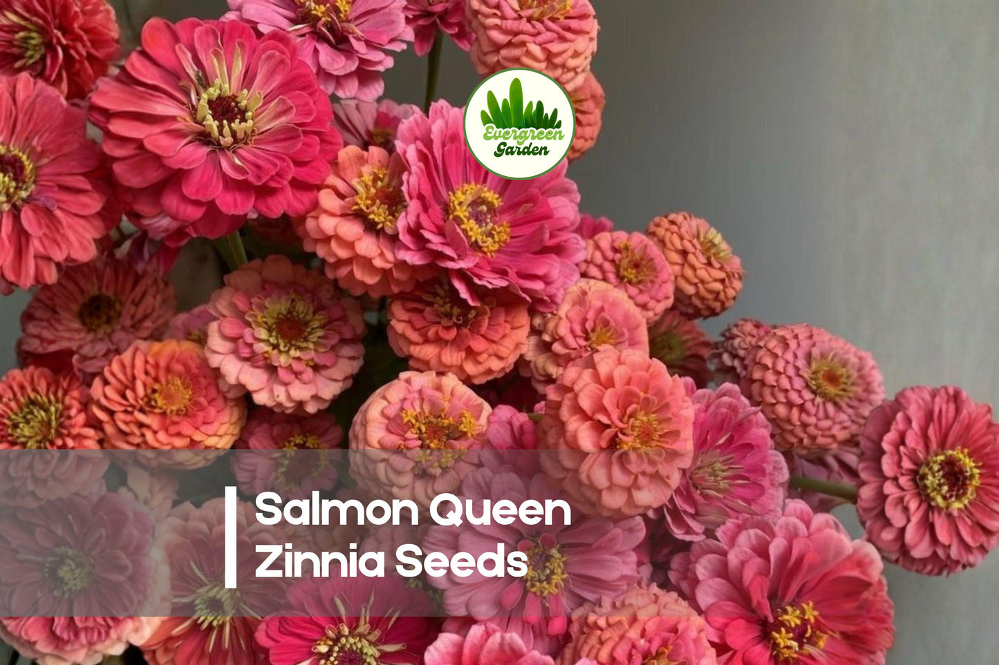 Salmon Queen Zinnia Seeds – 100+ Double Blooms, Cut Flower, Pollinator-Friendly, Zinnia elegans, Full Sun Annual