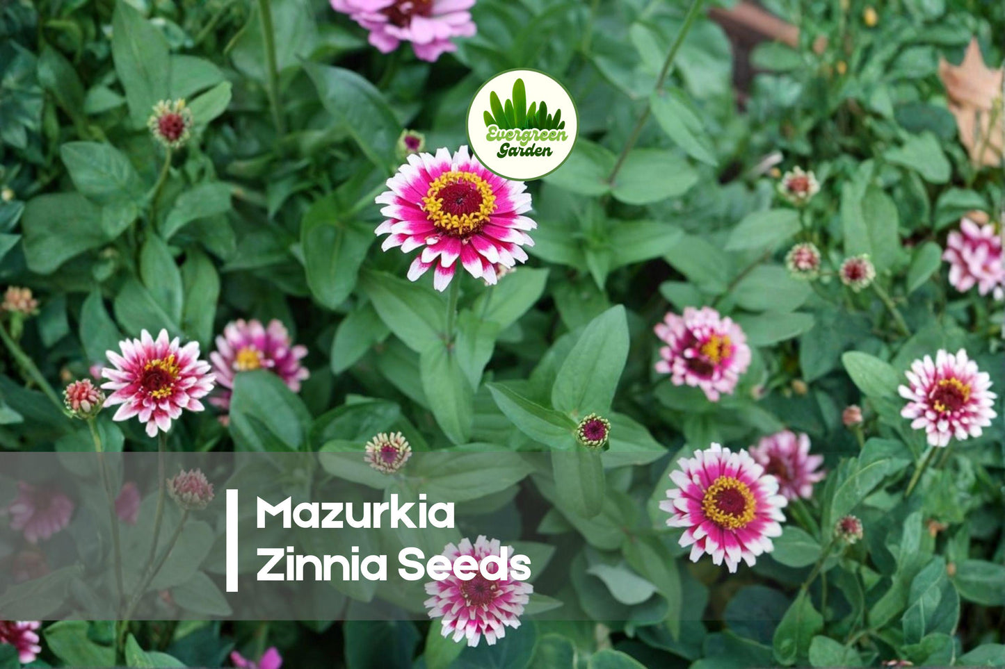 100+ Mazurkia Zinnia Seeds – Bi-Color Magenta-Pink & White Blooms, Easy to Grow, Butterfly & Pollinator Attractant, Zinnia elegans