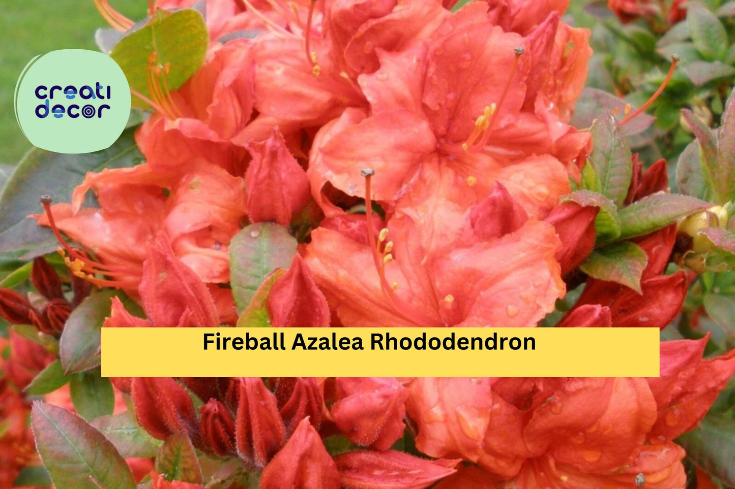 Fireball Azalea Rhododendron – Well-Rooted Starter Plant with Vibrant Red-Orange Blooms, Hardy Deciduous Shrub for Garden Borders