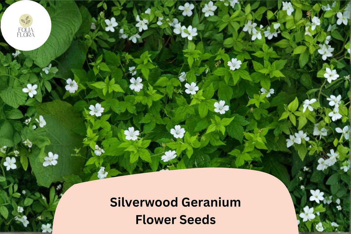 Silverwood Geranium Seeds | White Perennial Cranesbill | Geranium sanguineum ‘Silverwood’ for Garden Borders