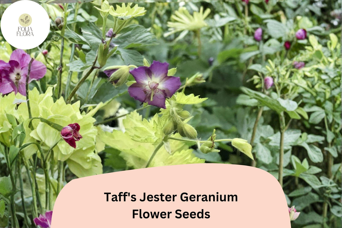Taff’s Jester Geranium Seeds | Hardy Perennial Cranesbill with Purple Blooms | Geranium ‘Taff’s Jester’