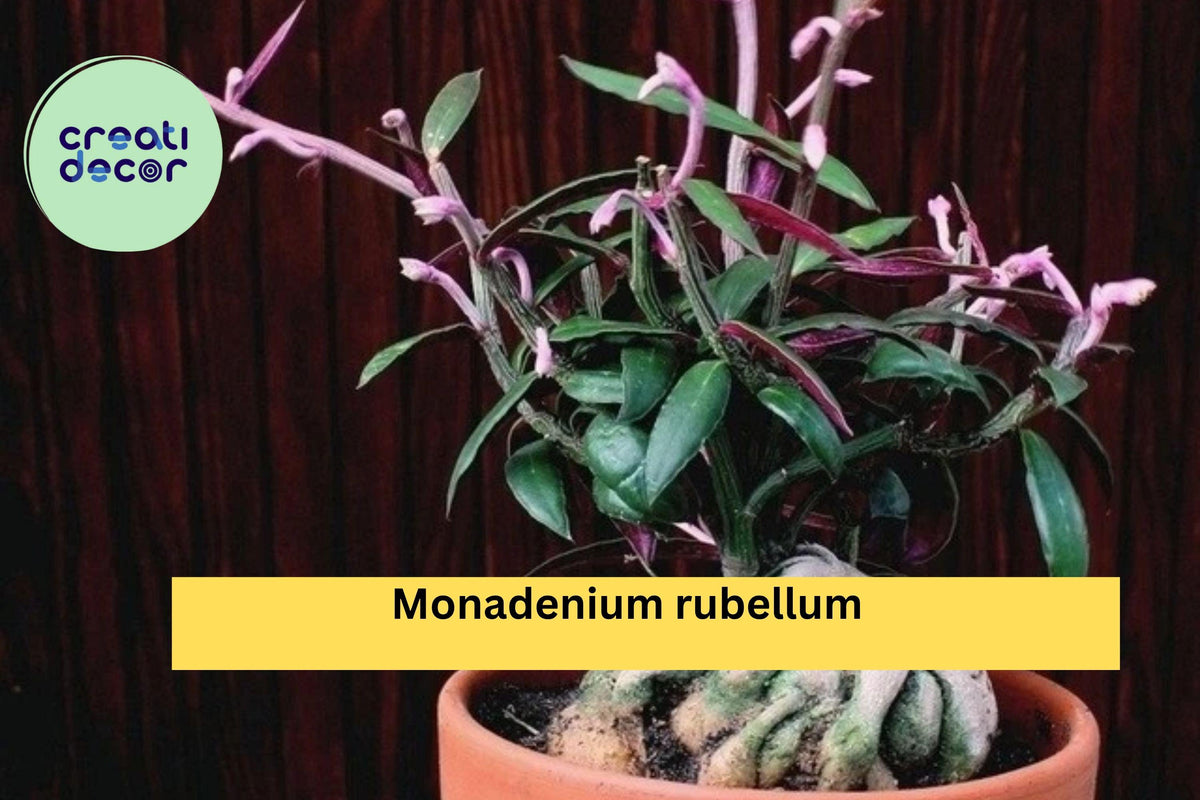 Monadenium Rubellum Rooted Cutting – Rare Caudex Euphorbia Succulent for Collectors, Bonsai Style, Drought Tolerant Plant