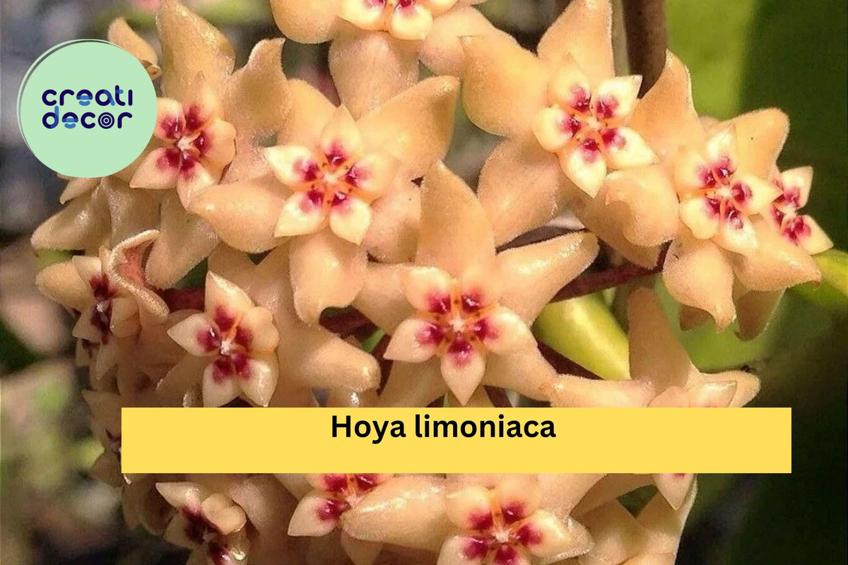 Hoya limoniaca Live Plant – Rare Rooted Cutting in 3.5” Pot, Tropical Houseplant, Vining, Green Foliage, Indoor Collectors