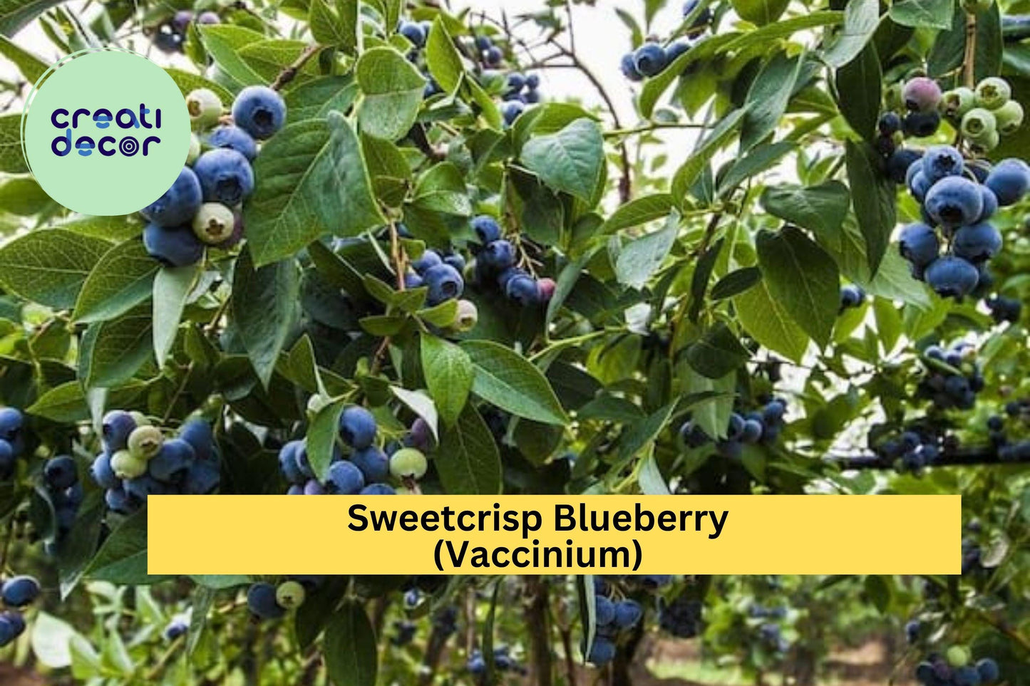 Sweetcrisp Blueberry Plant – Live Vaccinium Hybrid, 1-Quart Bare Root, High-Yield Fruit Bush for Zones 6–9
